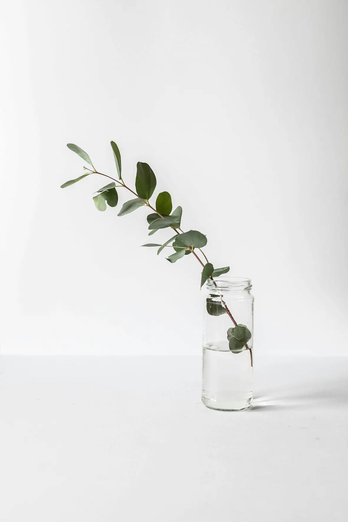 Top plant in glass