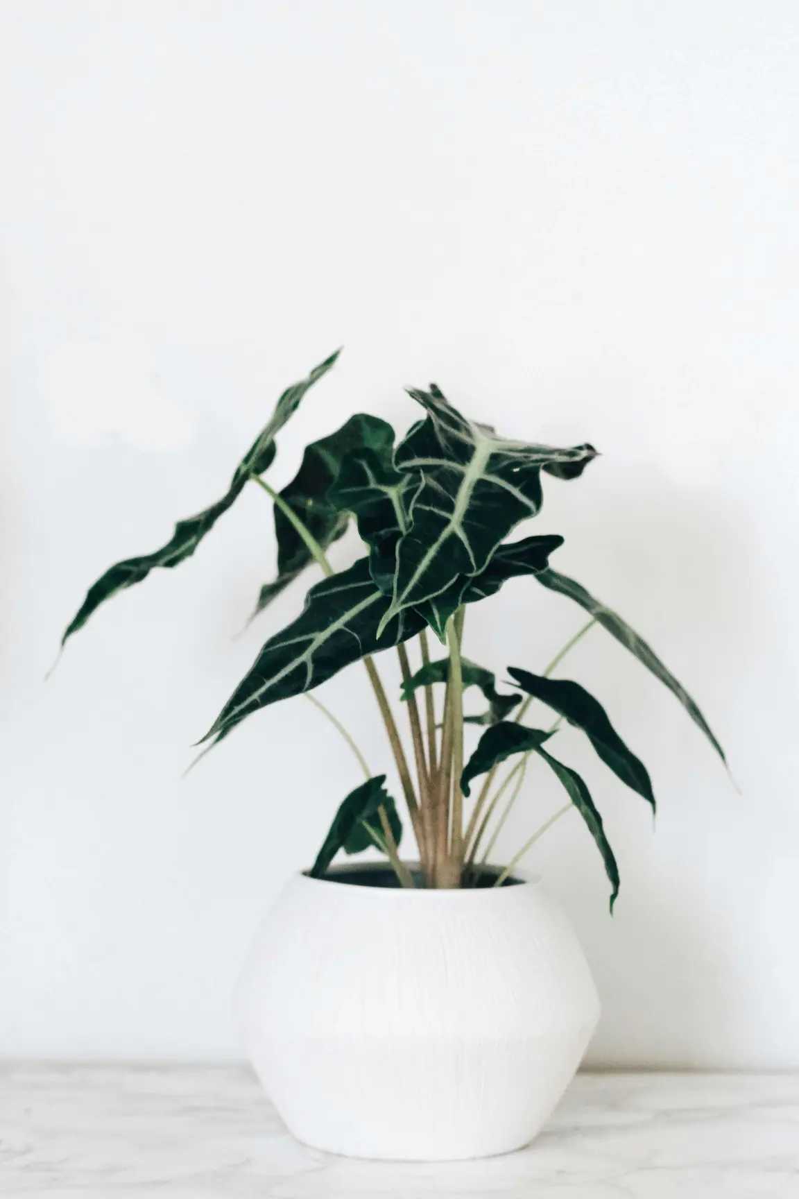Indoor plant in vase